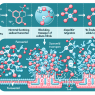 Natriumchlorid-Transport blockieren: Molekularer Wirkmechanismus von Furosemid